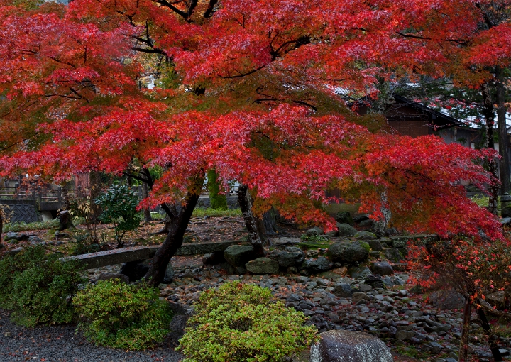 Takayama-Maple In Park 11-0964.jpg